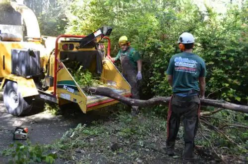 tree services South Woodstock